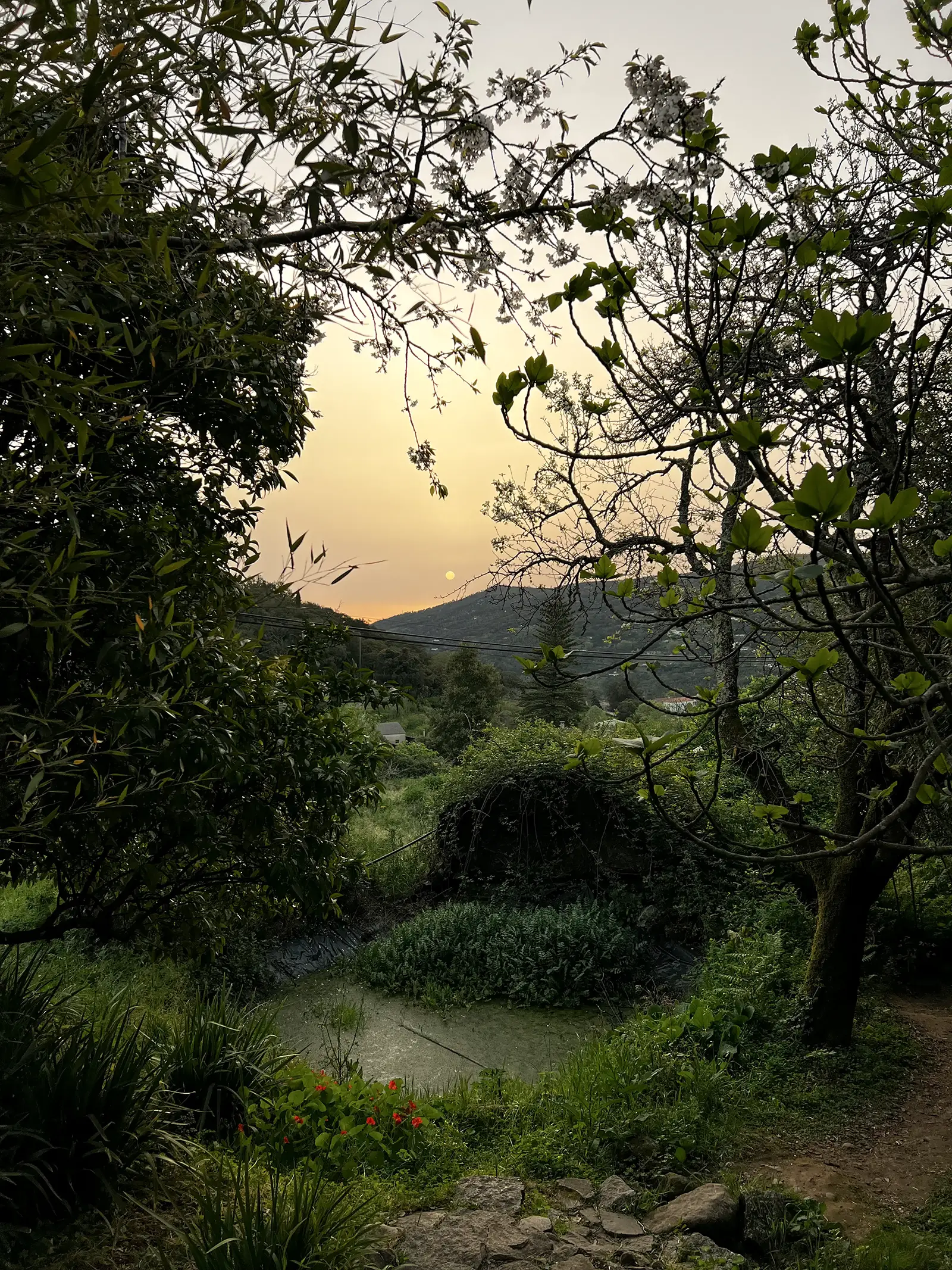 Blick durch Bäume über das grüne Tal bei Monchique im Abendlicht